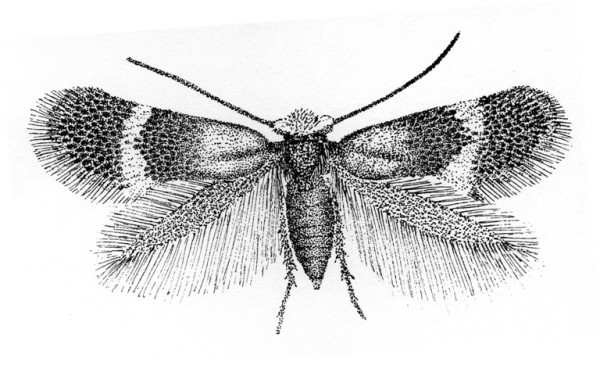 Bohemannia auriciliella (Nepticulidae).